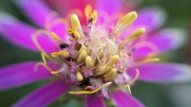 The center of a zinnia flower. Bright pink petals surround yellow stamens, capturing the vibrant colors and delicate textures of the zinnia. clipart