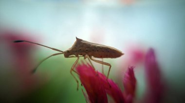 A rice stinkbug perched on vibrant pink petals. The bug is small with a slender body, long antennae, and delicate legs. The background is softly blurred, highlighting the bug's intricate details. clipart