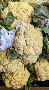 Engebeli yüzeyleri yeşil yapraklarla çevrili açık renkli karnabahar başları. Hepsi bir arada..