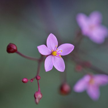 Centaurium littorale, the seaside centaury, is a species of flowering plant belonging to the family Gentianaceae clipart