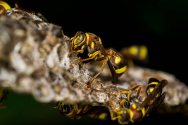 Sarı bacaklı Eşekarısı Vespa velutina, Vespa velutina ormanlık alanlarda, yerden ve binaların yakınlarındaki ağaç tepe örtülerinde bulunabilir..