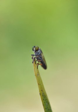 Robber Fly family of predatory flies. Robber Fly predatory flies known for their aggressive nature. clipart