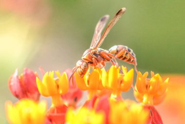 Yellow jackets are a type of bee that is able to sting many times. Some of them build nests on the ceiling, but some build houses on the ground. likes to perch on tropical flowers clipart