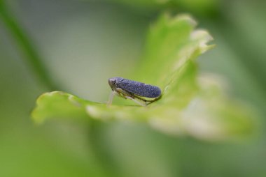 Derbid Planthoppers. The family Derbidae (commonly called derbids) is a large and diverse group of planthoppers (Fulgoroidea, Hemiptera), widely distributed in the tropics and also found in subtropical and temperate regions.  clipart