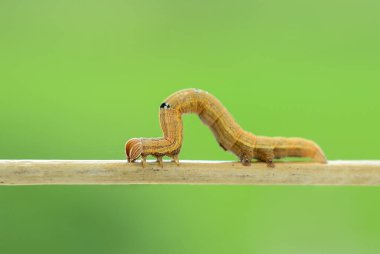 Brown inchworm or inch worm larva caterpillar. Mocis marcida, the withered mocis, is a species of moth of the family Erebidae. isolated on white background curled in typical looping movement position clipart