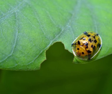 Spotted tortoise beetle, Aspidimorpha miliaris, Chrysomelidae cute and colorful on green leaf habitat. clipart