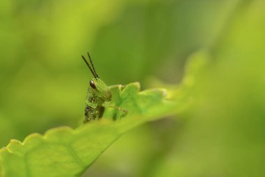Bebek çekirge, bu ufaklık bütün gün kaldırılmış yataklarda takıldı. Belalang hijau yang hinggap di rerumputan khas subtropis nan hijau