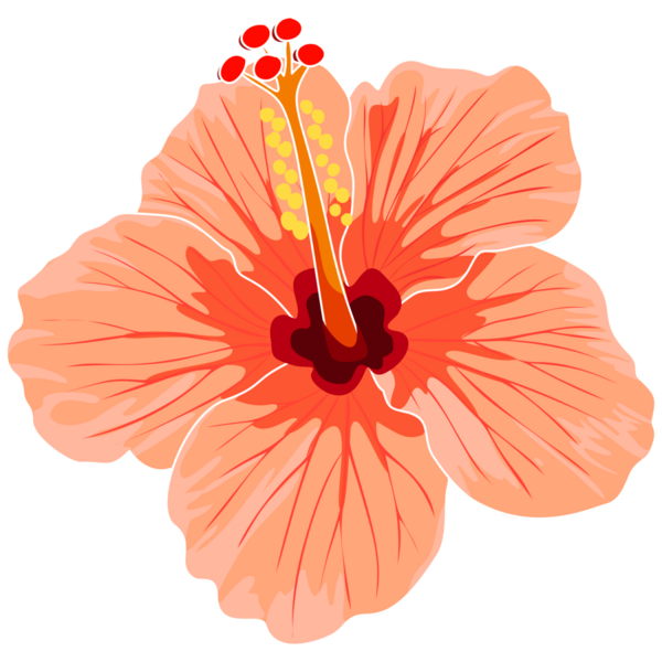 Çeşitli projeler için el çizimi amber çiçeği PNG.