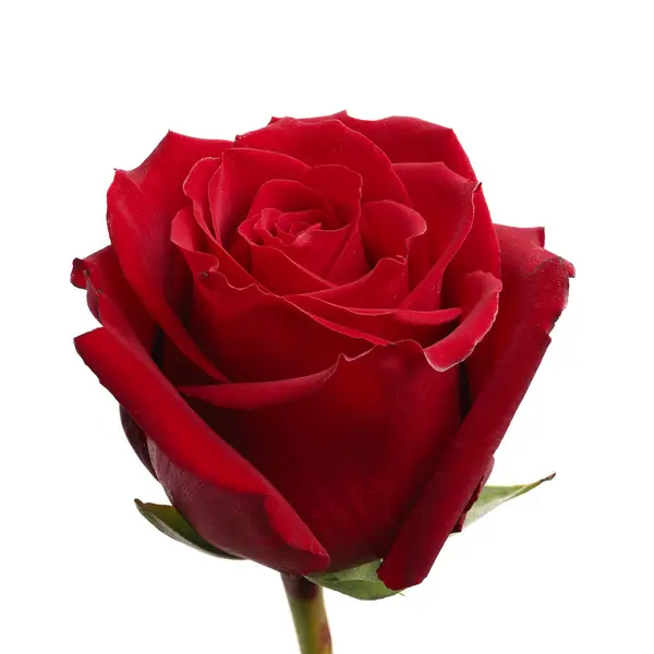 Melez çay gül kâşifi. Göz kamaştırıcı kırmızı renkleri olan bir çeşitlilik. Kül tozundan dolayı çiçeğin rengini belirlemek zordur..