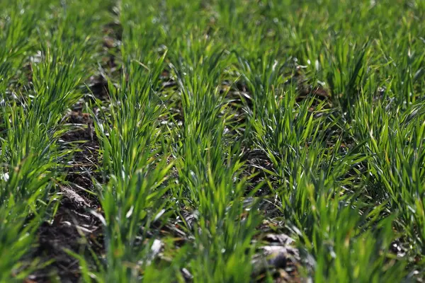 Genç yeşil buğday fideleri tarlada yetişiyor..