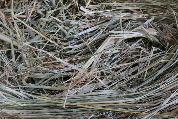 Kurutulmuş saman yakın plan. Arkaplan