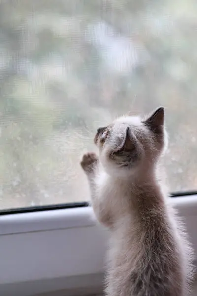 Yeni doğmuş kedi yavrusu yağmurlu bir günde pencerenin dışındaki dünyayı keşfediyor. Seçici odak