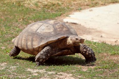 Kaplumbağa yüksek hızda koşar..