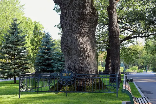 Şehir parkında 500 yıllık bir meşe ağacı. Doğayla ilgilenme kavramı.