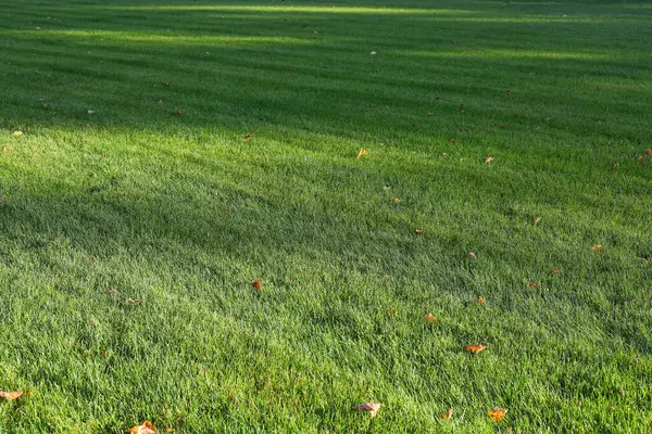 Parkta güzel budanmış çimenler.
