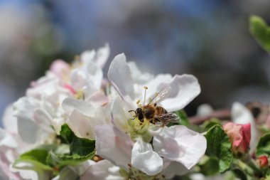 Bir arı elma ağacından polen toplar..