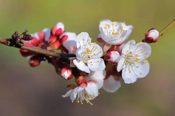 Güneşli bir bahar gününde çiçek açan kayısı.