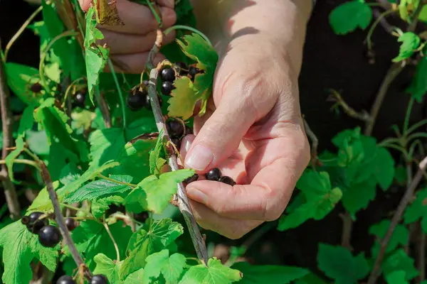 Kadın eli üzümleri hasat eder. Seçici odak