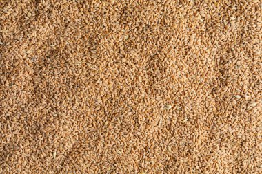 Buğday tanesi. Doku. Tarım geçmişi.