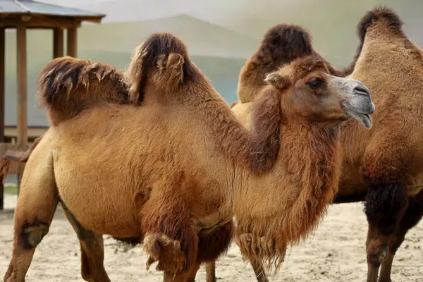 Hayvanat bahçesindeki Bactrian devenin portresi..