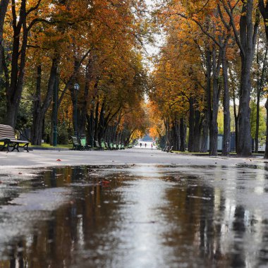 Sonbahar renkleriyle boyanmış bir sokak Sabahın erken saatlerinde şehir parkında.