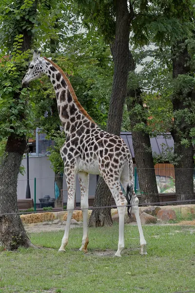 Hayvanat bahçesindeki genç zürafa