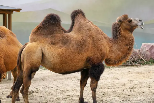 Hayvanat bahçesinde Bactrian devesi.