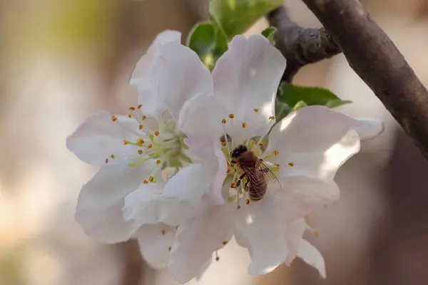 Bir arı elma ağacından polen toplar..
