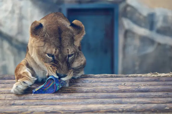Dişi aslan lastik terlik çiğner. Bir yırtıcıyla iletişim kurma tehlikesi kavramı.