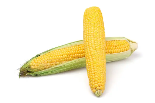 Beyaz arka planda izole edilmiş iki mısır kulağı.