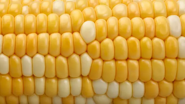 Koçandaki mısır tanelerini kapatın. Segmentasyon - erken melez süper tatlı .