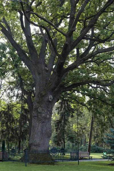 500 yıllık, büyük bir meşe ağacı. Meşe ağacı bir şehir parkında çitle çevrili..