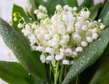 Vadideki çiy damlalarıyla dolu orman zambakları