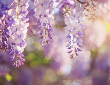 Yumuşak mavi bir palette lüks salkımlar.