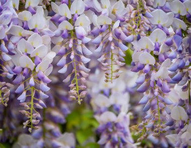 Yumuşak mavi bir palette lüks salkımlar.