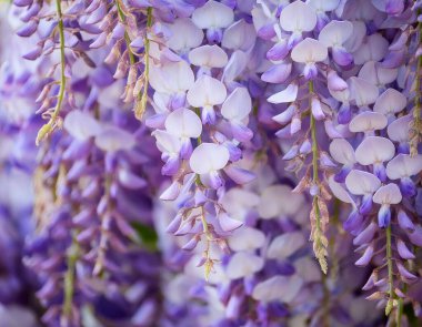 Yumuşak mavi bir palette lüks salkımlar.