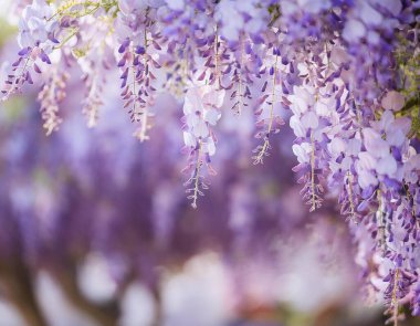 Yumuşak mavi bir palette lüks salkımlar.