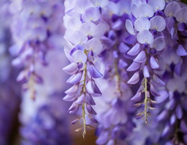 Yumuşak mavi bir palette lüks salkımlar.