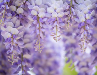 Yumuşak mavi bir palette lüks salkımlar.