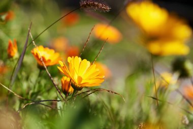 Calendula ya da çimlerin üzerinde yetişen kadife çiçeği. İlaç fabrikası.. 