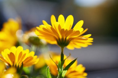 Taze takvim ya da açık havada yetişen kadife çiçeği, seçici odak
