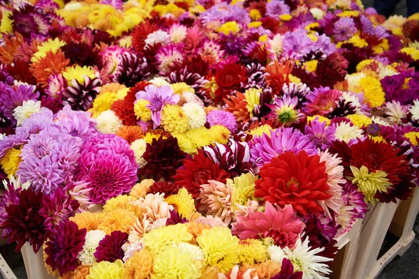 Friske Farverige Blomster Markedet Landmænd Efteråret - Stock-foto