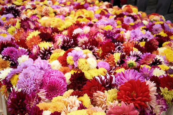 Farverige Blomster Sælges Markedet Landmænd - Stock-foto