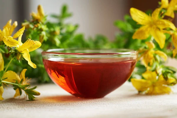 Stock image Red oil made from fresh St. John's wort flowers. Alternative medicine.