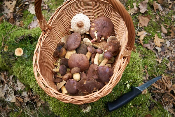 stock image Wicker basket with fresh wild edible mushrooms, mainly pine boletes, in a forest