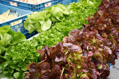 Sonbaharda çiftçi pazarında sergilenen taze kırmızı ve yeşil marul.