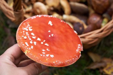 Bitkisel ilaçlarda kullanılan yabani portakal sineği ya da mantar topluyorum.