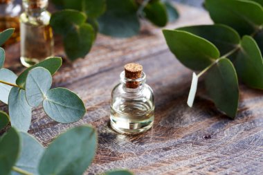 Taze okaliptüs yapraklı bir şişe aromaterapi.