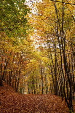 Ağaçlarda turuncu, yeşil ve sarı yapraklı sonbahar manzarası
