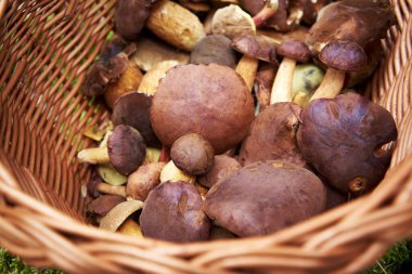 Bay Bolete ve diğer yenilebilir taze mantarlar sepette.